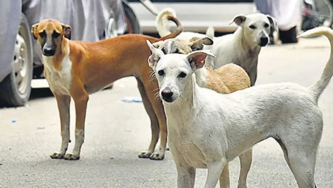 तुम्ही अनेकदा पाहिलं असेल की काही ठराविक लोकांना पाहिलं की कुत्रे भुंकायला लागतात. या लोकांना पाहिलं की कुत्रे चांगलेच आक्रमक होतात. पण यामागे नेमकं कारण काय आहे? हे अनेकांना माहिती नाही. त्यामुळे कुत्रे भुंकण्यामागे नेमके कारण काय असते? हे जाणून घेऊ या...