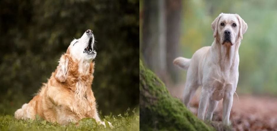 कुत्र्यांची इंद्रीये माणवी इंद्रीयांच्या तुलनेत कित्येक पटीने जास्त काम करतात. कुत्र्याला व्यक्तीची चालण्याची क्रिया, त्याची हालचाल लगेच कळते. कुत्रा मानवी हालचालीवर बारीक लक्ष ठेवून असतो. म्हणूनच तो अनेकदा लोकांना ओळखतो. पण काही विशिष्ट लोकांना पाहिलं की तोच कुत्रा भुंकायला लागतो. 