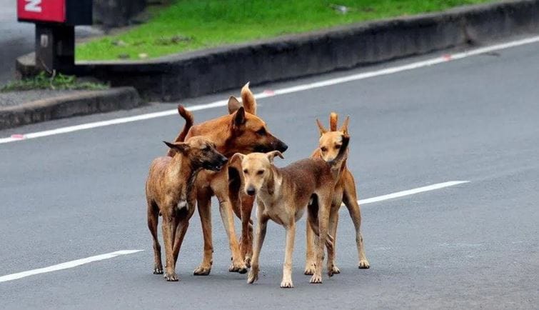 तुम्ही शांतपणे, न घाबरता कुत्र्याच्या समोरून गेले की तो शक्यता भुंकत नाही. पण तुम्ही घाबरत चालत असाल, तुमच्या चालण्यात भीती असेल तर कुत्रा लगेच भुंकायला लागतो. आपल्याला धोखा आहे, असे कुत्र्याला वाटते म्हणूनच तो भुंकतो. 