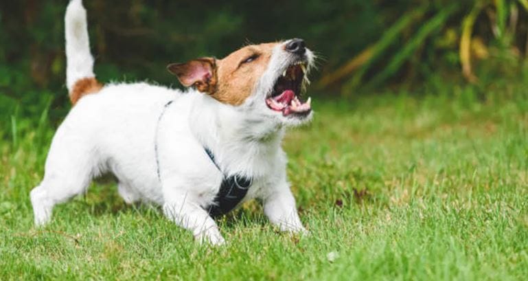 दरम्यान, व्यक्तीपासून आपल्या धोका आहे, असे वाटताच कुत्रा भुंकायला लागतो. स्वत:ला वाचवण्याचा प्रयत्न करतो. पण कुत्रा सतत भुंकत असेल तर फारसे घाबरून जाऊ नका. त्याच्याशी ओळख करावी. कुत्र्याशी एकदा ओळख झाली की नंतर तो तुमचा मित्र होतो.  