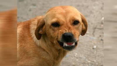 Dombivli News : भटक्या कुत्र्याने तोडला खांद्याचा लचका, 5 वर्षांच्या चिमुकलीचा दुर्दैवी मृत्यू, उपचार सुरू असतानाच...