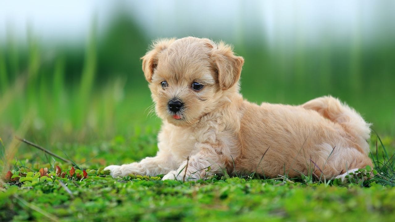 हिवाळ्यात अन्नाचे प्रमाण कमी होते. पण जेव्हा तुमचा कुत्रा खाणे-पिणे पूर्णपणे थांबवतो, खूप सुस्त होतो आणि सतत डोके खाली ठेवून झोपतो तेव्हा काहीतरी गंभीर समस्या आहे, हे जाणून घेणे गरजेचे आहे. आज आपण या बातमीद्वारे कुत्र्याची काही अशी महत्त्वाची लक्षणे शेअर करत आहोत, ज्याच्या आधारे तुम्ही त्याला पशुवैद्यकाची आवश्यकता आहे की नाही हे जाणून घेऊ शकता.