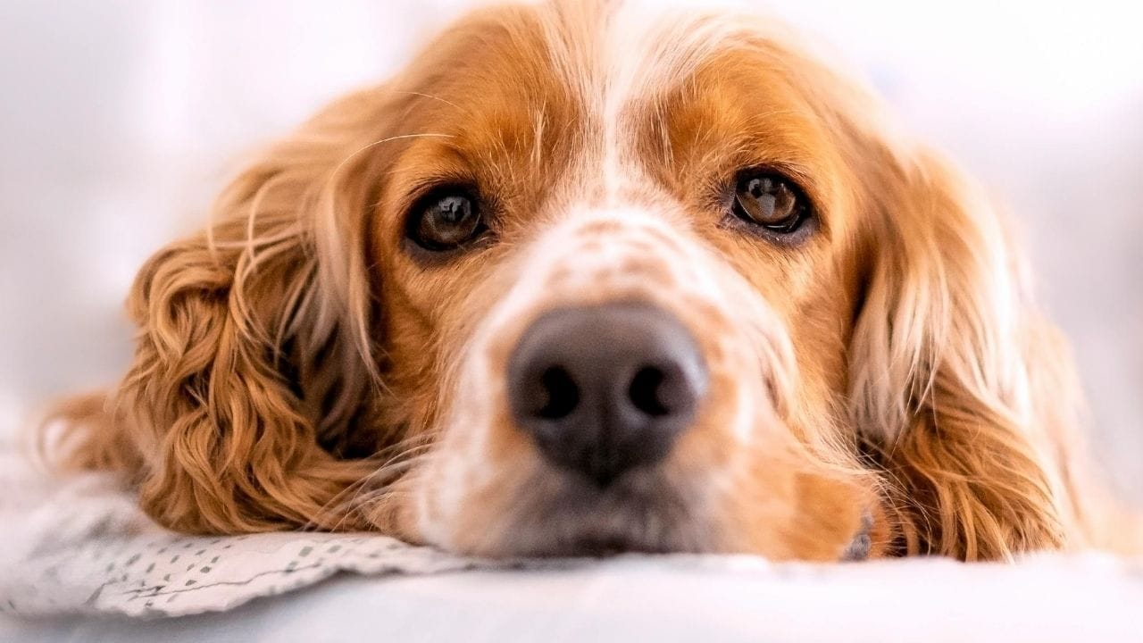 जर तुमच्या कुत्र्याला खोकला, शिंका येत असतील. तो काहीही खात-पित नसेल तर त्याच्याकडे त्वरित लक्ष देण्याची गरज आहे. ही लक्षणे ताप किंवा संसर्ग दर्शवू शकतात. कुत्र्याचे शरीर त्याच्याबद्दल बरेच काही सांगते. त्याचे डोळे, नाक, कान यांची स्थिती, शरीराचा वास, शेपटीचे हालचाल किंवा बसण्याची स्थिती यात जर तुम्हाला काही बदल जाणवला तर त्याकडे दुर्लक्ष करू नका.