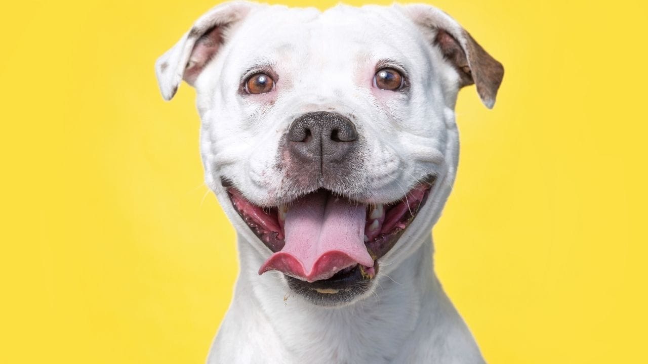 कुत्र्याच्या आरोग्याची तपासणी करण्याचा सर्वात सोपा मार्ग म्हणजे त्याच्या हिरड्यांकडे पाहणे. जर तुमच्या कुत्र्याच्या हिरड्यांचा रंग गुलाबी असेल, तर तो निरोगी आहे असे समजावे. जर तुम्हाला त्याच्या हिरड्यांचा रंग पिवळा, पांढरा, निळा किंवा राखाडी दिसला, तर हे गंभीर आजाराचे मोठे लक्षण आहे.