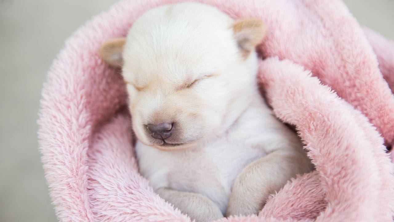 जर तुमचा कुत्रा लघवी करणे थांबवत असेल किंवा जास्त प्रमाणात लघवी करत असेल तर या दोन्ही चिंताजनक परिस्थिती आहेत. हे मूत्रपिंड किंवा इतर अंतर्गत समस्येचे लक्षण असू शकते. त्यामुळे ताबडतोब तुमच्या पशुवैद्यांशी संपर्क साधा.