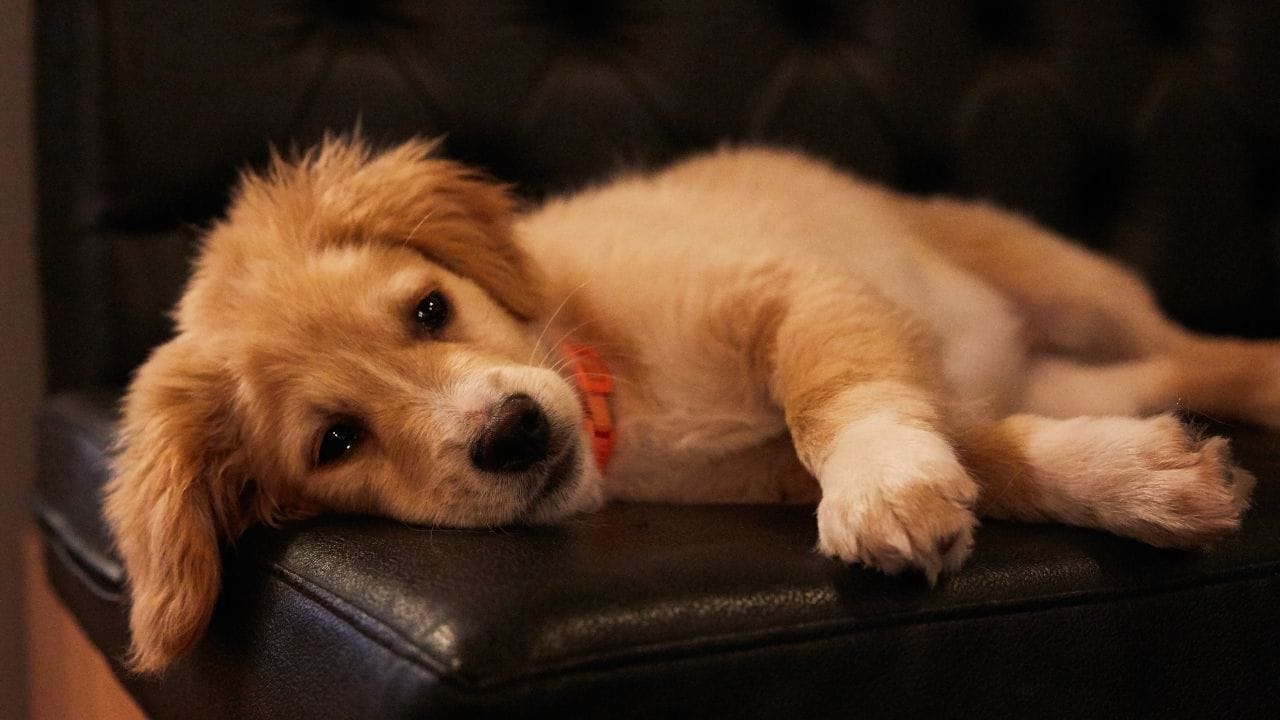 कुत्र्यांना लाळ येणे स्वाभाविक आहे. पण जर तुमच्या कुत्र्याला अति प्रमाणात लाळ येत असेल आणि त्याच वेळी तो धापा टाकत असेल, तर हे चांगले लक्षण नाही. हे गंभीर संसर्ग किंवा त्याला खूप वेदना होत असल्याचे चिन्ह असू शकते.