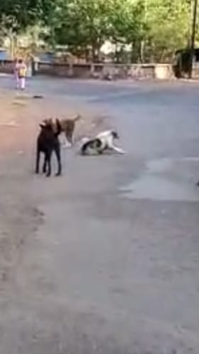 रत्नागिरीत 19 हजार भटक्या कुत्र्यांची नोंद, नसबंदी मोहिमेसाठी प्रशासकीय कसरत सुरू.