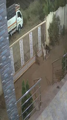 जुन्नरमध्ये बिबट्याला कुत्र्यांनी पळवलं, VIDEO.