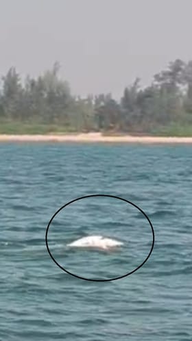 Sindhudurg : अशाही संवेदना आणि भावनिक साद, डॉल्फिनचा व्हीडिओ व्हायरल