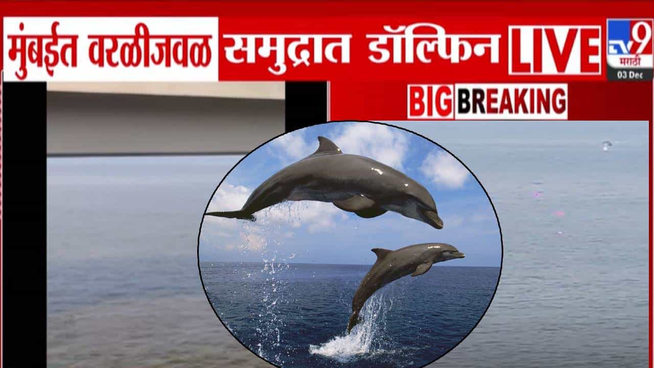 Worli Sea Face Dolphin : मुंबईत पहिल्यांदाच समुद्रात डॉल्फिन, वरळी सी फेसचा VIDEO तर बघा..