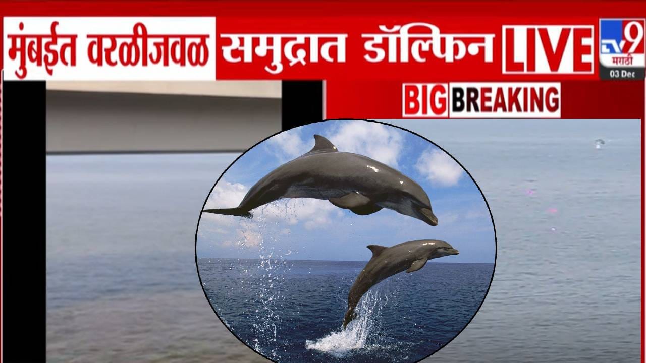Worli Sea Face Dolphin : मुंबईत पहिल्यांदाच समुद्रात डॉल्फिन, वरळी सी फेसचा VIDEO तर बघा..