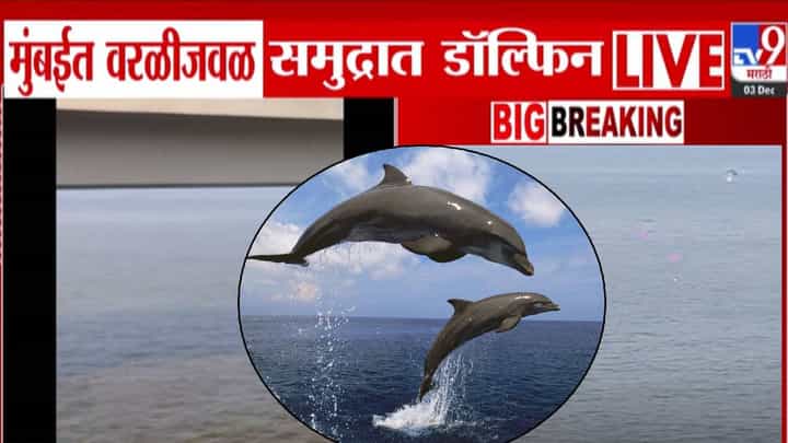 Worli Sea Face Dolphin : मुंबईत पहिल्यांदाच समुद्रात डॉल्फिन, वरळी सी फेसचा VIDEO तर बघा.. Worli Sea Face Dolphin : मुंबईत पहिल्यांदाच समुद्रात डॉल्फिन, वरळी सी फेसचा VIDEO तर बघा..