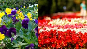 थेट स्वर्गातून आलेली फुलं, अशी तीन फुलं ज्याची कोणालाच कल्पना नाही!