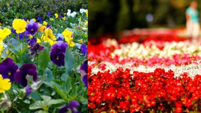 थेट स्वर्गातून आलेली फुलं, अशी तीन फुलं ज्याची कोणालाच कल्पना नाही!