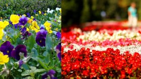 फ्लॉवरमध्ये किडे आहेत की नाही तपासण्यासाठी 'या' ट्रिक्सचा करा वापर