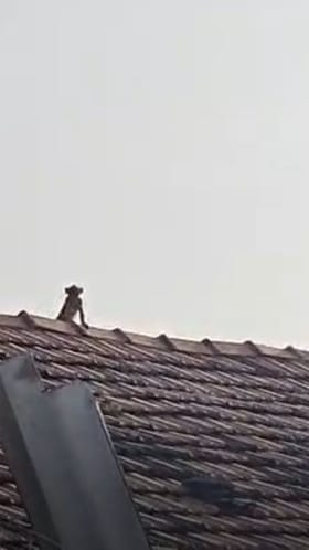 सिरोंचात वानरांची दहशत; गडचिरोली चिंतेत.