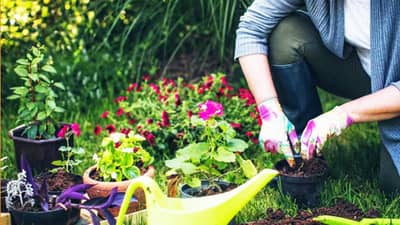 तुमच्या घरातील बाग फुलांनी भरलेली असेल, फक्त झाडांमध्ये वापरा ही एक घरगुती गोष्ट