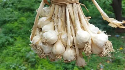 घरी सेंद्रिय लसूण कसे उगवायचे? लगेच जाणून घ्या