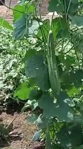 गोंदियात भाजीपाला लागवड वाढली; मोठं कारण आलं समोर.