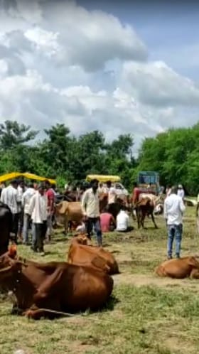 वाढत्या थंडीमुळे जनावरांच्या आरोग्यावर दुष्परिणाम होण्याचा धोका.