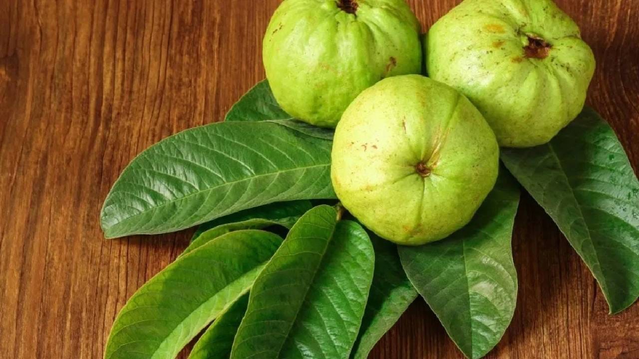 पेरू शुगर लेव्हल नियंत्रित करण्यास मदत करतो. कच्चा पेरू खाल्ल्याने वाढलेले वजनही कमी होण्यास मदत होते. जर तुम्ही वजन कमी करण्यासाठी प्रयत्न करत असाल तर पेरू खा.