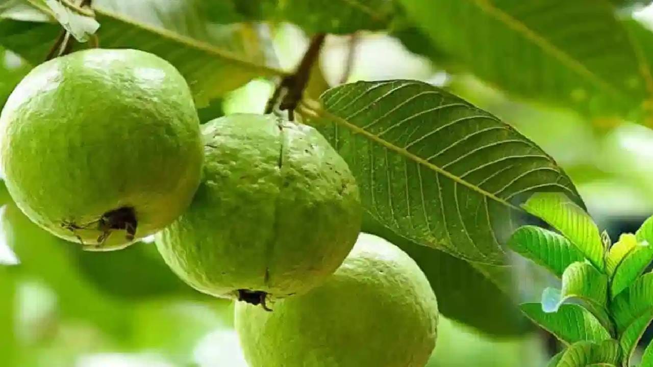 पेरूमध्ये व्हिटामिन सी मोठ्या प्रमाणात असते. ज्यामुळे रोगप्रतिकारक शक्ती वाढण्यास मदत होते. जर तुम्ही नेहमीच आजारी पडत असाल तर पेरूचा दररोजच्या आहारात समावेश करा.