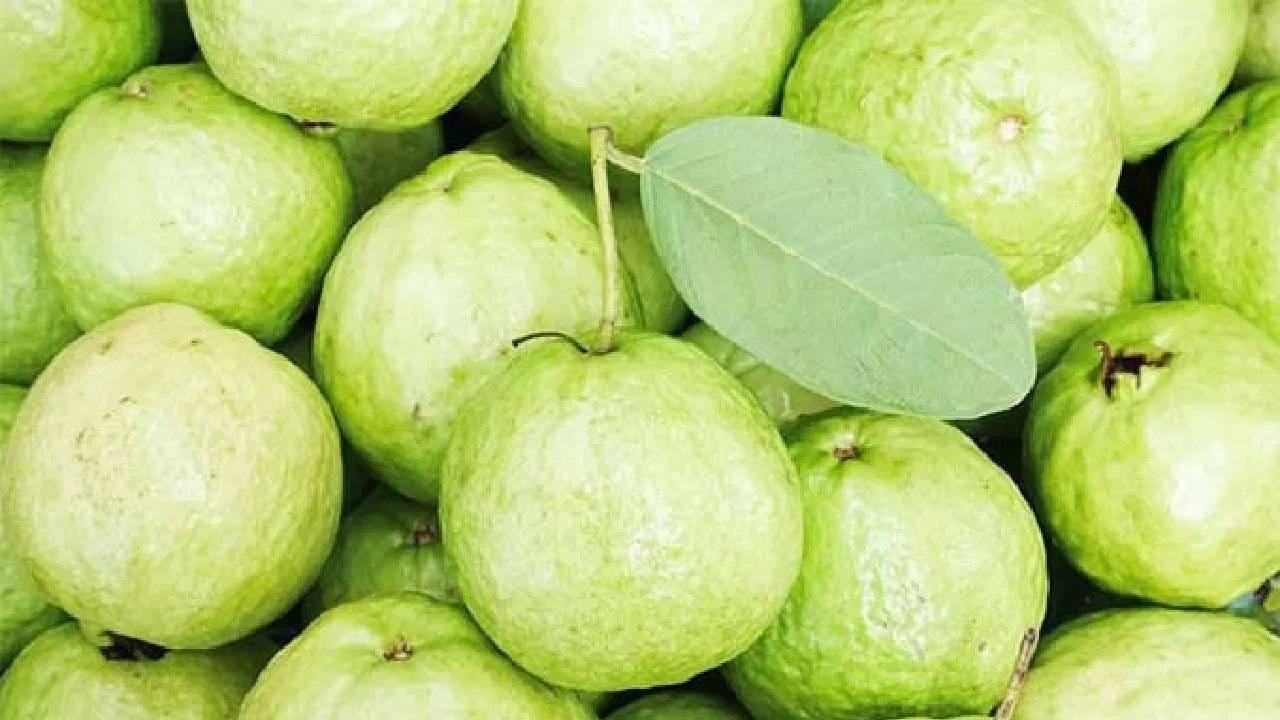 हिवाळ्यात ताजी फळे आणि भाज्या मार्केटमध्ये मोठ्या प्रमाणात येतात. विशेष म्हणजे हिवाळ्यात एकदम ताजी अशी पेरू येतात. दररोज सहज पेरू मिळू शकतात.