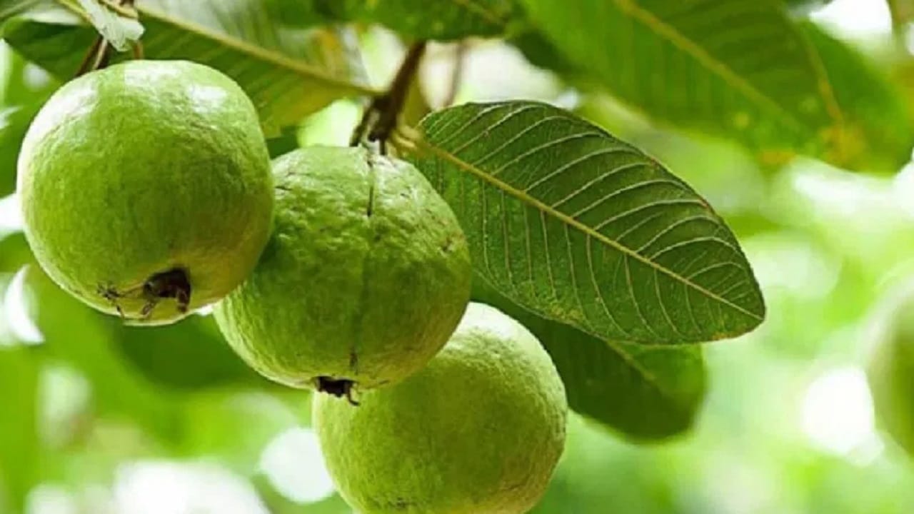 हिवाळ्यात म्हणजे नोव्हेंबर ते फेब्रुवारी हा काळात पेरू खाण्यासाठी लाभदायक मानला जातो. या काळात पेरु नैसर्गिकरित्या पिकलेला आणि ताजा असतो. व्हिटॅमिन C भरपूर असल्यामुळे रोगप्रतिकारशक्ती वाढवतो. सर्दी-खोकला टाळायला मदत करतो