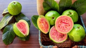 कोणत्या ऋतूतील पेरु आरोग्यास लाभदायक असतात, पण कोणी पेरू खाणं टाळावं?.