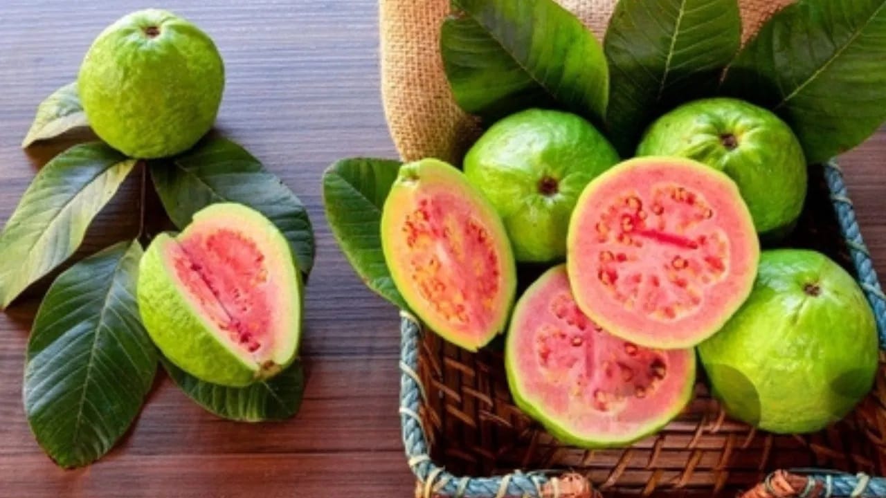 मधुमेह असलेल्यांनी देखील पेरू अधिक खाणं टाळायला हवं...  पूर्णपणे बंद नाही, पण प्रमाणातच खावा. महत्त्वाची गोष्ट म्हणजे आरोग्याची कोणती समस्या असल्यास डॉक्टरांचा सल्ला घेऊनच फळं खावीत... 