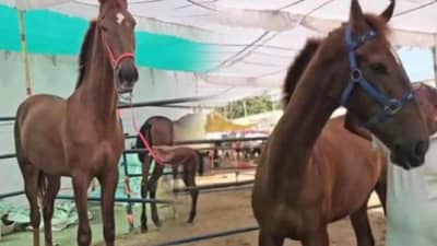 Vastu Shastra : घोड्याशी संबंधित करा हा सोपा उपाय, आयुष्यात पैसा कमी पडणार नाही