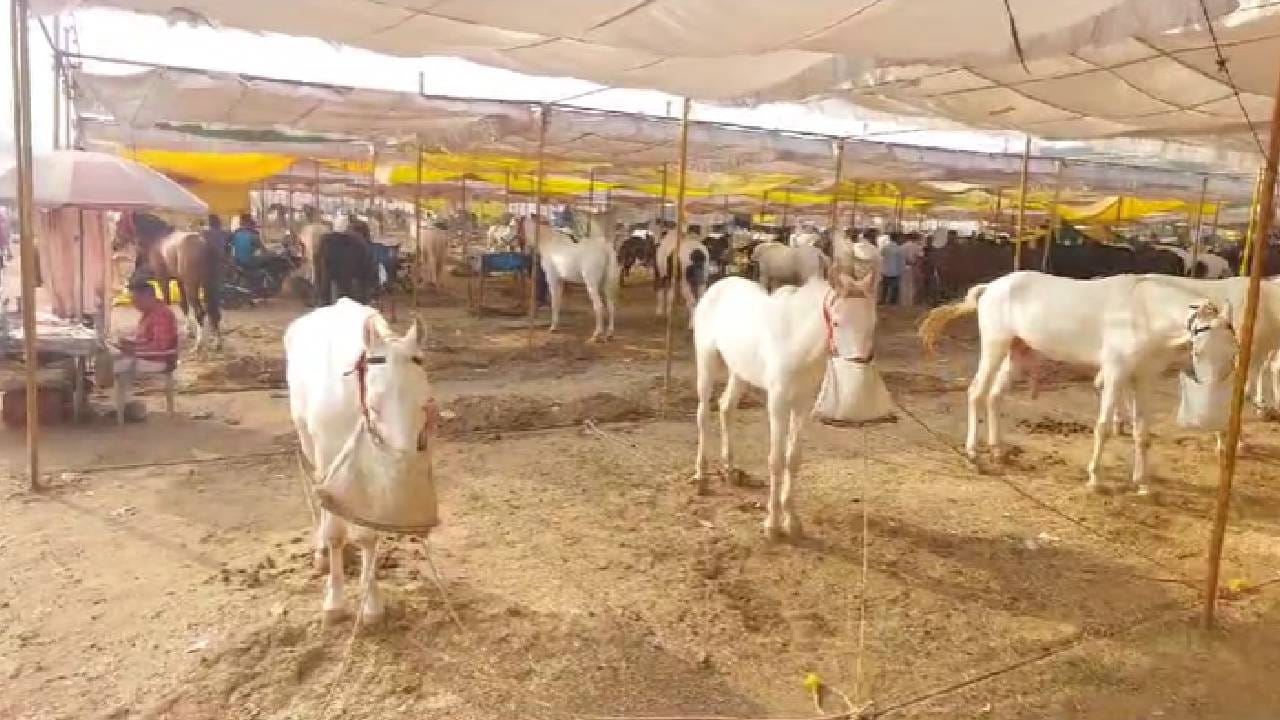 सारंगखेड्याची यात्रा ही देशात सर्वात मोठी घोडेबाजारांसाठी प्रसिद्ध यात्रा आहे. या यात्रेत जातीवंत आणि उमदे घोडे विक्रीसाठी येत असतात तर देशातील विविध राज्यातून घोडे मालक आपले घोडे विक्रीसाठी आणि खरेदीसाठी इथे येतात, त्यामुळे सारंगखेडा यात्रा संपूर्ण भारतात प्रसिद्ध झाली आहे. 