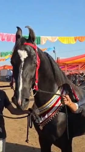 सारंगखेडा घोडेबाजारात ब्रम्होसचा जलवा, किंमत मर्सिडीज कारपेक्षाही जास्त