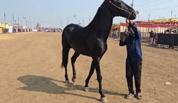 घोडा हा असा प्राणी आहे जो अतिशय देखणा आणि बलशाली असतो. धावण्याच्या शर्यतीत त्याचा कोणीही हात धरू शकत नाही. त्याचा धावण्याचा वेग पाहता अनेक राजे-महाराजे घोड्यावर बसूनच प्रवास करायचे. आजघडीला काही घोड्यांची किंमत ही करोडो रुपये आहे.