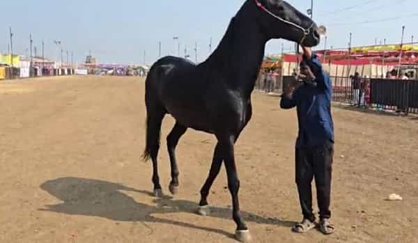 घोडा हा असा प्राणी आहे जो अतिशय देखणा आणि बलशाली असतो. धावण्याच्या शर्यतीत त्याचा कोणीही हात धरू शकत नाही. त्याचा धावण्याचा वेग पाहता अनेक राजे-महाराजे घोड्यावर बसूनच प्रवास करायचे. आजघडीला काही घोड्यांची किंमत ही करोडो रुपये आहे.