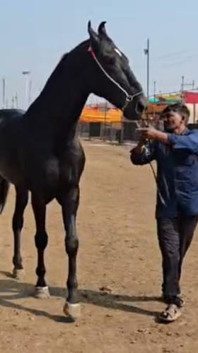 'अश्वपंढरी' सारंगखेडाच्या यात्रेत घोड्यांच्या विक्रीतून 4 कोटींची उलाढाल.