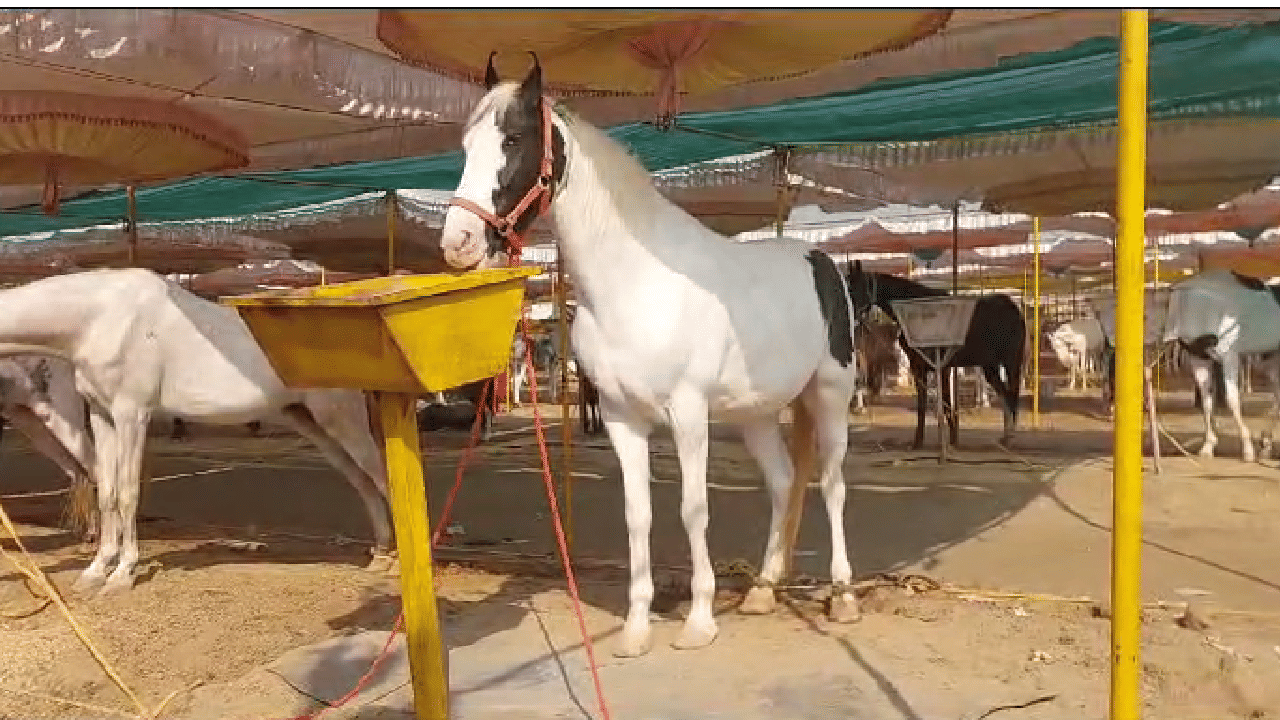 अश्वांची पंढरी म्हणून ओळख असलेल्या सारंगखेडाच्या यात्रेत यंदा तब्बल 756  अश्वांची विक्री झाली असून त्यातून थोडीथोडकी नव्हे तर 4 कोटीं पेक्षा जास्त उलाढाला झाली आहे.  सारंगखेडाच्या घोडेबाजारात यावर्षी सर्वाधिक घोडे दक्षिण भारतातील व्यापाऱ्यांनी घेतले आहेत.