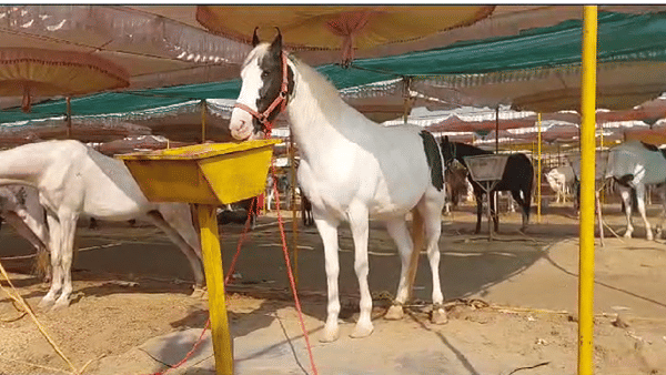 अश्वांची पंढरी म्हणून ओळख असलेल्या सारंगखेडाच्या यात्रेत यंदा तब्बल 756 अश्वांची विक्री झाली असून त्यातून थोडीथोडकी नव्हे तर 4 कोटीं पेक्षा जास्त उलाढाला झाली आहे. सारंगखेडाच्या घोडेबाजारात यावर्षी सर्वाधिक घोडे दक्षिण भारतातील व्यापाऱ्यांनी घेतले आहेत.