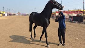 'अश्वपंढरी' सारंगखेडाच्या यात्रेत घोड्यांच्या विक्रीतून 4 कोटी.