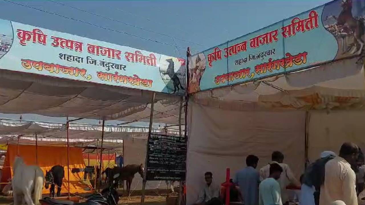 विशेष म्हणजे या यात्रेत व्यवस्थित सुविधा मिळत असतात, कोणत्याही व्यापाऱ्याला कुठलाही त्रास होत नाही. त्यामुळे सर्वाधिक घोडे व्यापारी सरंगखेड्याच्या यात्रेत येत असतात. 