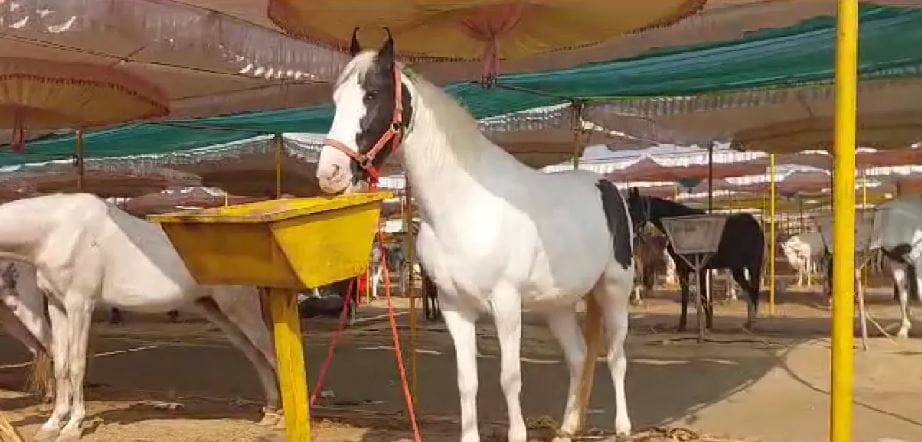 (टीप- या स्टोरीतील माहिती प्राथमिक स्त्रोतांवर आधारलेली आहे. अधिक माहितीसाठी तसेच कोणताही प्रयोग करण्याआधी त्या-त्या क्षेत्रातील तज्ज्ञांशी संपर्क साधा.)