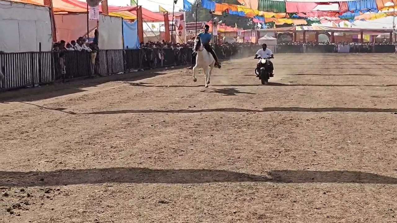 घोडे बाजारात आता खऱ्या स्पर्धांना सुरुवात झाली आहे. या स्पर्धांमुळेच सारंगखेड्याची यात्रा खरी रंगतदार होते. यावर्षीच्या स्पर्धांमध्ये भाग घेण्यासाठी ७०० पेक्षा जास्त घोडे आले आहेत.