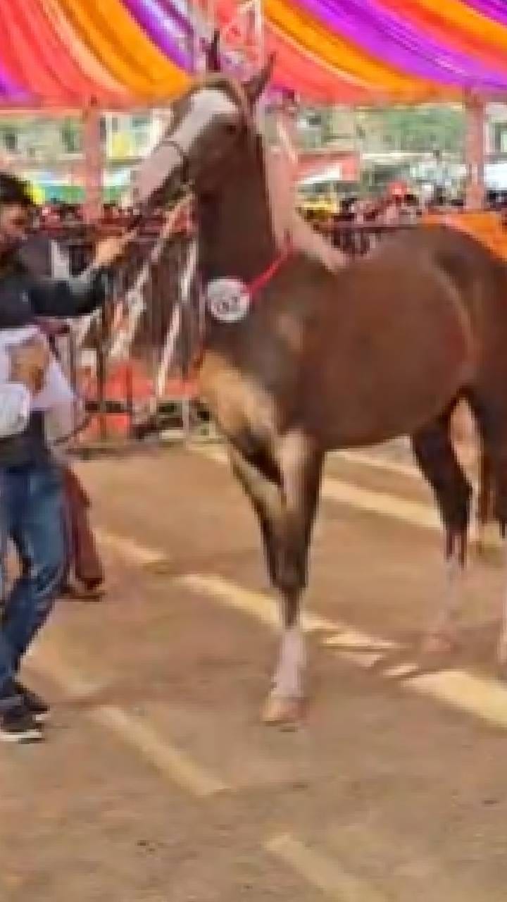 नंदुरबारमध्ये अश्वांची सौंदर्यस्पर्धा, शौकिनांची गर्दी