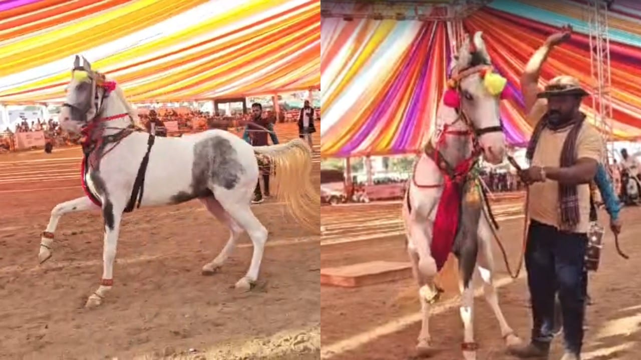 पायात घुंगरु, ढोल-ताशांचा आवाज अन् घोड्यांनी ठरला ठेका..., Video पाहून माणूसही लाजेल पायात घुंगरु, ढोल-ताशांचा आवाज अन् घोड्यांनी ठरला ठेका..., Video पाहून माणूसही लाजेल