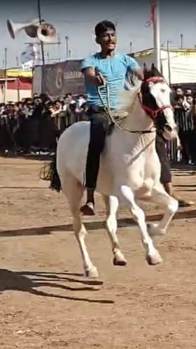 बुलेट विरुद्ध घोडीची शर्यत! सारंगखेडा घोडेबाजारात राणीचा जलवा.