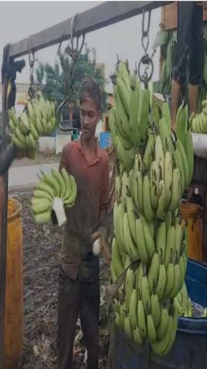 जळगाव केळी उत्पादकांना दिलासा; महिन्यानंतर भावात मोठी उसळी, प्रतिक्विंटल 800 रुपये भाव