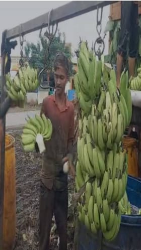 जळगाव केळी उत्पादकांना दिलासा; महिन्यानंतर भावात मोठी उसळी, प्रतिक्विंटल 800 रुपये भाव