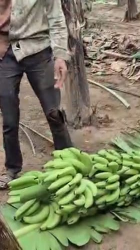 केळी बागांना थंडीचा फटका; शेतकरी हवालदिल, मोठे नुकसान