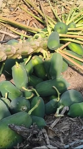 खानदेशातील पपई पिकावर थंडीचा भीषण परिणाम.