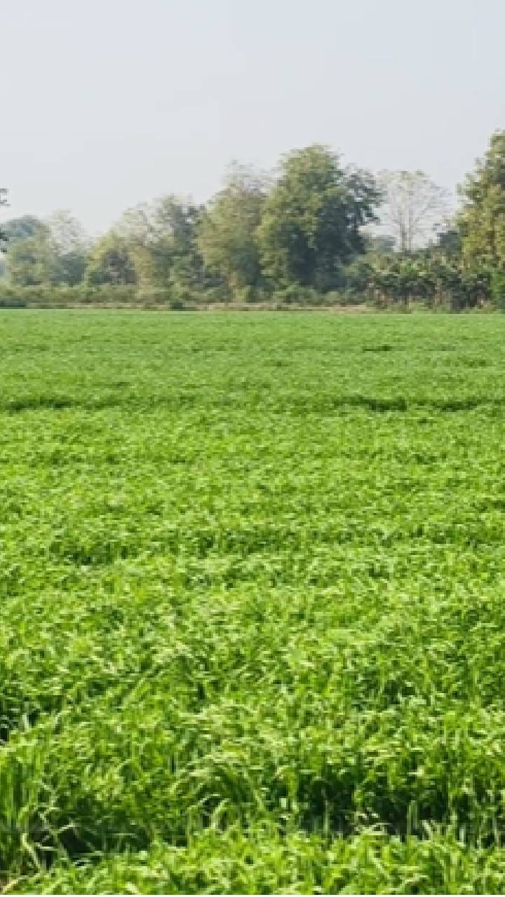 मुक्ताईनगर तालुक्यात 1200 हेक्टरवर गव्हाची लागवड वाढत्या थंडीमुळे पोषक वातावरण